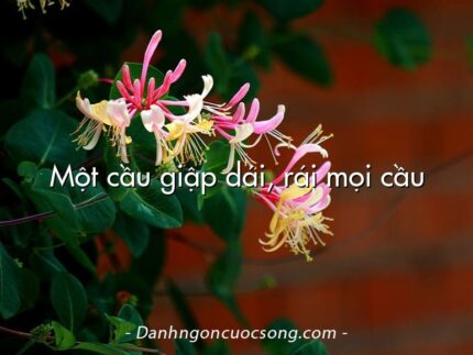 Một cầu giập dái, rái mọi cầu
