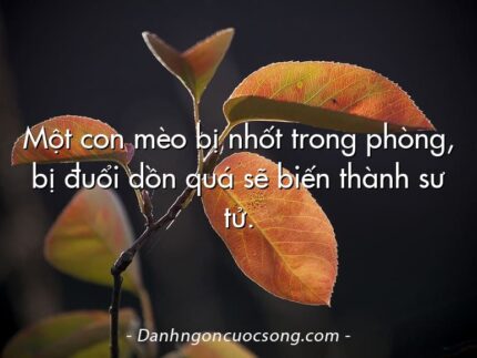 Một con mèo bị nhốt trong phòng, bị đuổi dồn quá sẽ biến thành sư tử.