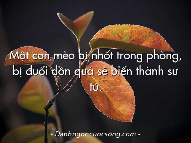 Một con mèo bị nhốt trong phòng, bị đuổi dồn quá sẽ biến thành sư tử.