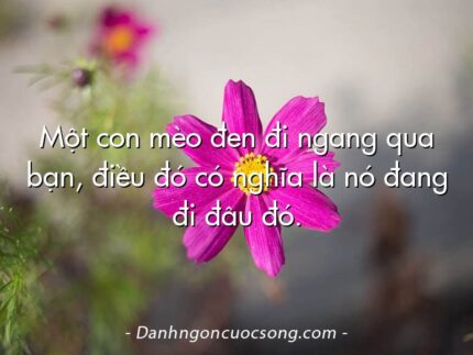 Một con mèo đen đi ngang qua bạn, điều đó có nghĩa là nó đang đi đâu đó.