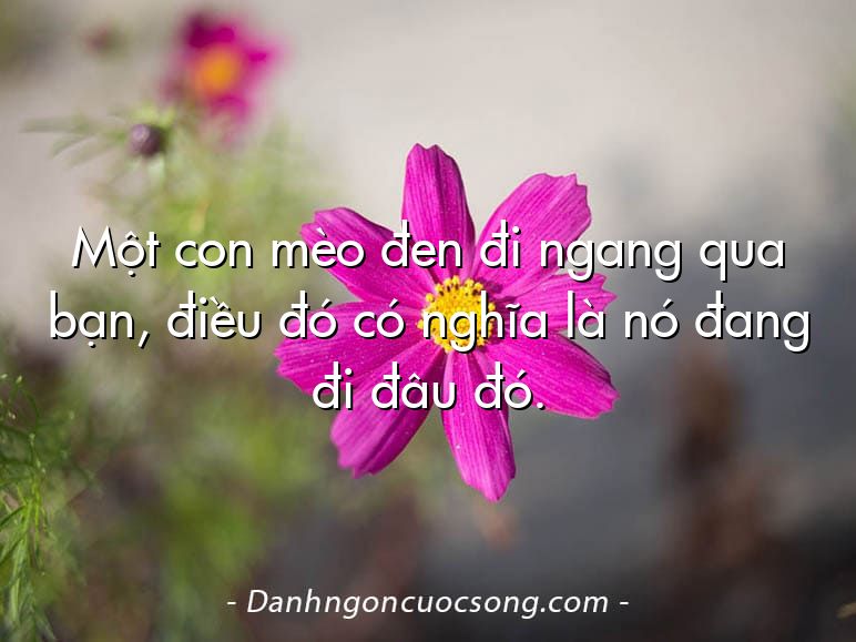 Một con mèo đen đi ngang qua bạn, điều đó có nghĩa là nó đang đi đâu đó.