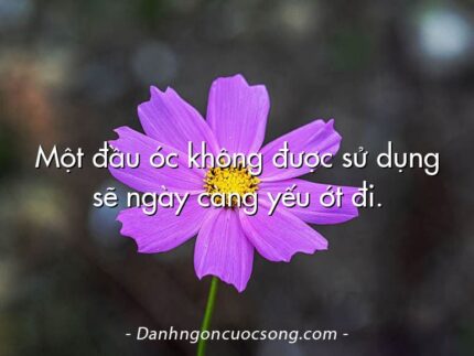 Một đầu óc không được sử dụng sẽ ngày càng yếu ớt đi.