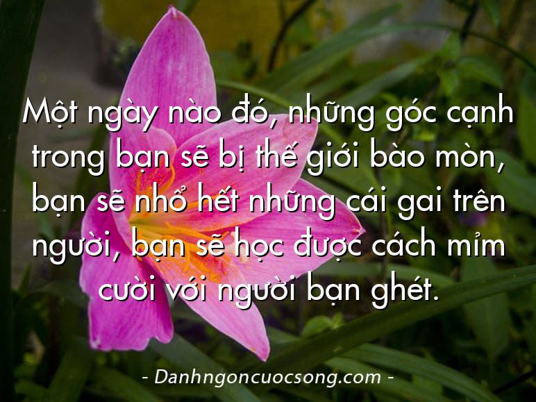 Một ngày nào đó, những góc cạnh trong bạn sẽ bị thế giới bào mòn, bạn sẽ nhổ hết những cái gai trên người, bạn sẽ học được cách mỉm cười với người bạn ghét.