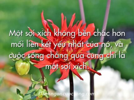 Một sợi xích không bền chắc hơn mối liên kết yếu nhất của nó, và cuộc sống chẳng qua cũng chỉ là một sợi xích.