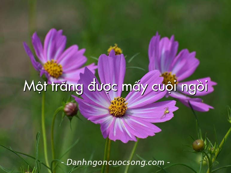 Một trăng được mấy cuội ngồi