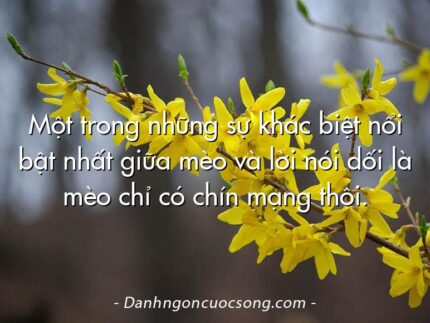 Một trong những sự khác biệt nổi bật nhất giữa mèo và lời nói dối là mèo chỉ có chín mạng thôi.