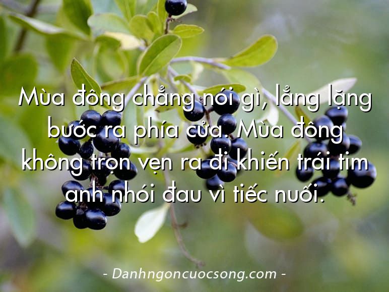 Mùa đông chẳng nói gì, lẳng lặng bước ra phía cửa. Mùa đông không trọn vẹn ra đi khiến trái tim anh nhói đau vì tiếc nuối.