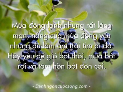 Mùa đông lạnh nhưng rất lãng mạn, nắng của mùa đông yếu nhưng đủ làm ấm trái tim ai đó. Hãy yêu để gió bớt thổi, mưa bớt rơi và tâm hồn bớt đơn côi.