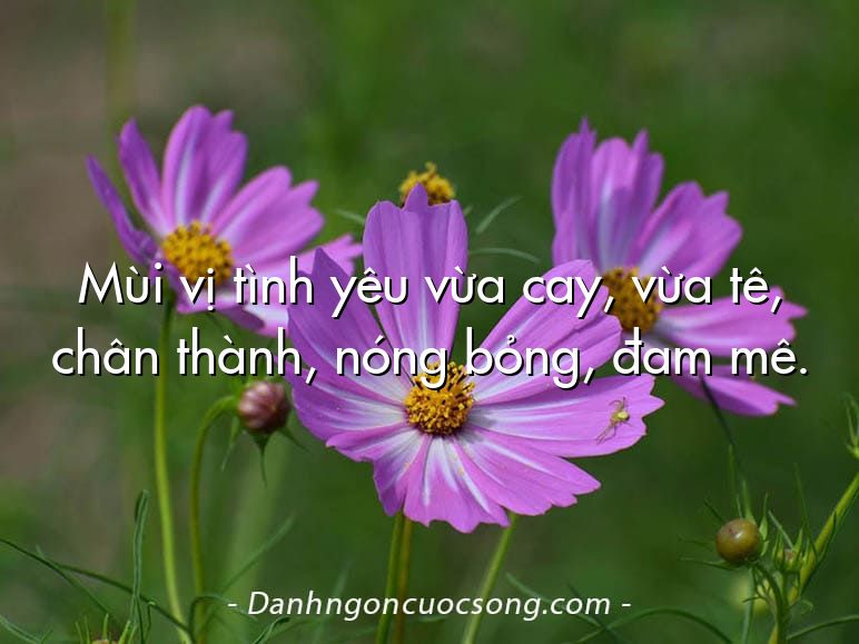 Mùi vị tình yêu vừa cay, vừa tê, chân thành, nóng bỏng, đam mê.