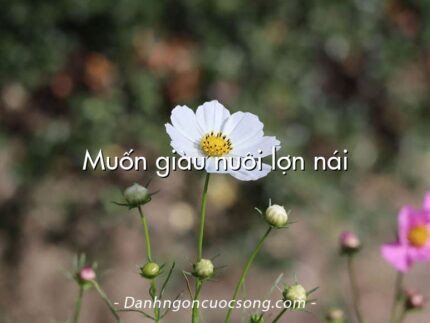 Muốn giàu nuôi lợn nái