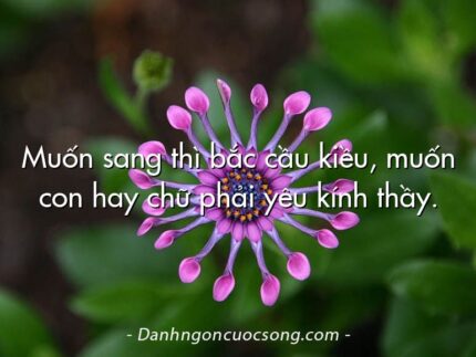 Muốn sang thì bắc cầu kiều, muốn con hay chữ phải yêu kính thầy.