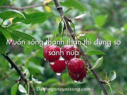 Muốn sống thanh thản thì đừng so sánh nữa