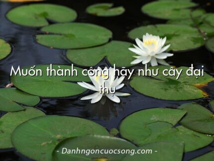 Muốn thành công hãy như cây đại thụ