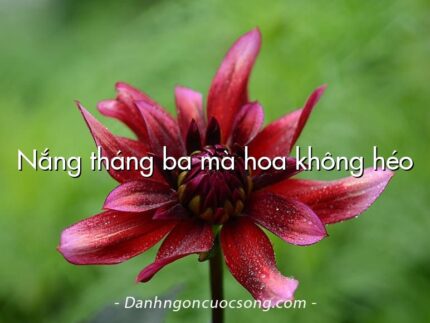 Nắng tháng ba mà hoa không héo