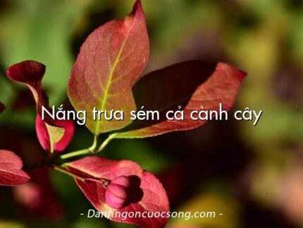 Nắng trưa sém cả cành cây