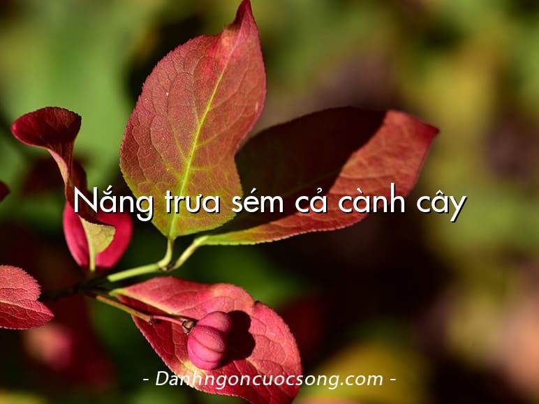 Nắng trưa sém cả cành cây