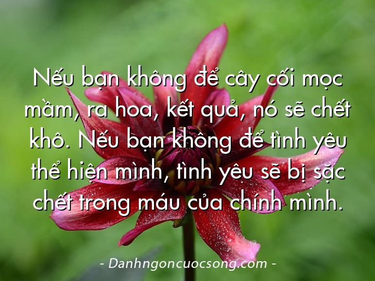 Nếu bạn không để cây cối mọc mầm, ra hoa, kết quả, nó sẽ chết khô. Nếu bạn không để tình yêu thể hiện mình, tình yêu sẽ bị sặc chết trong máu của chính mình.