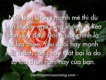 Nếu bạn không mạnh mẽ thì dù bạn bị đẩy ngã cũng không ai kéo bạn dậy đâu. Đời người chính là sự lựa chọn. Yếu đuối hay mạnh mẽ, thành công hay thất bại là do sự lựa chọn hôm nay của bạn.