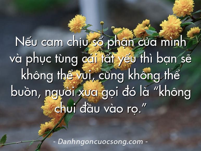 Nếu cam chịu số phận của mình và phục tùng cái tất yếu thì bạn sẽ không thể vui, cũng không thể buồn, người xưa gọi đó là “không chui đầu vào rọ.”