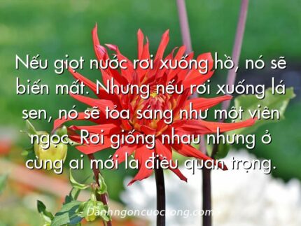 Nếu giọt nước rơi xuống hồ, nó sẽ biến mất. Nhưng nếu rơi xuống lá sen, nó sẽ tỏa sáng như một viên ngọc. Rơi giống nhau nhưng ở cùng ai mới là điều quan trọng.