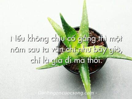 Nếu không chịu cố gắng thì một năm sau ta vẫn chỉ như bây giờ, chỉ là già đi mà thôi.