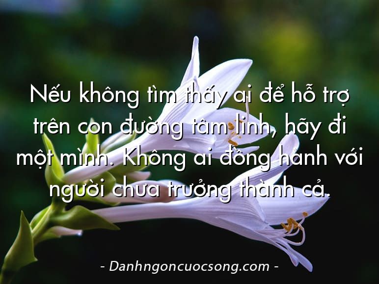 Nếu không tìm thấy ai để hỗ trợ trên con đường tâm linh, hãy đi một mình. Không ai đồng hành với người chưa trưởng thành cả.