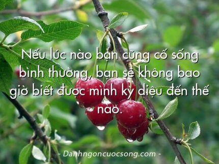 Nếu lúc nào bạn cũng cố sống bình thường, bạn sẽ không bao giờ biết được mình kỳ diệu đến thế nào.