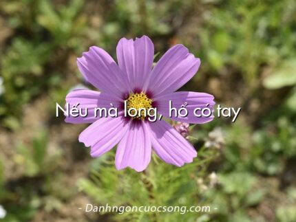 Nếu mà long, hổ có tay