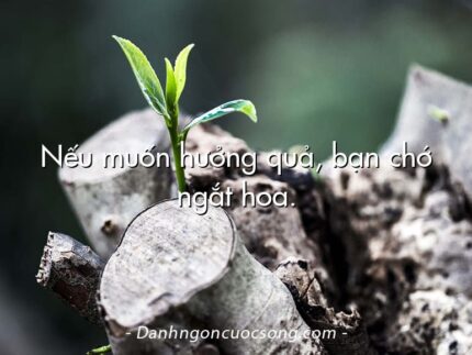 Nếu muốn hưởng quả, bạn chớ ngắt hoa.