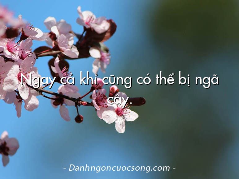 Ngay cả khỉ cũng có thể bị ngã cây.