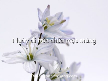 Ngày đi trúc chửa mọc măng