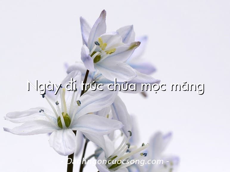 Ngày đi trúc chửa mọc măng