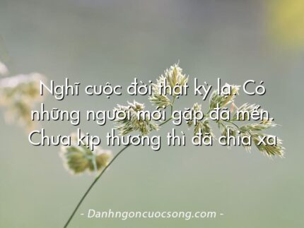 Nghĩ cuộc đời thật kỳ lạ. Có những người mới gặp đã mến. Chưa kịp thương thì đã chia xa