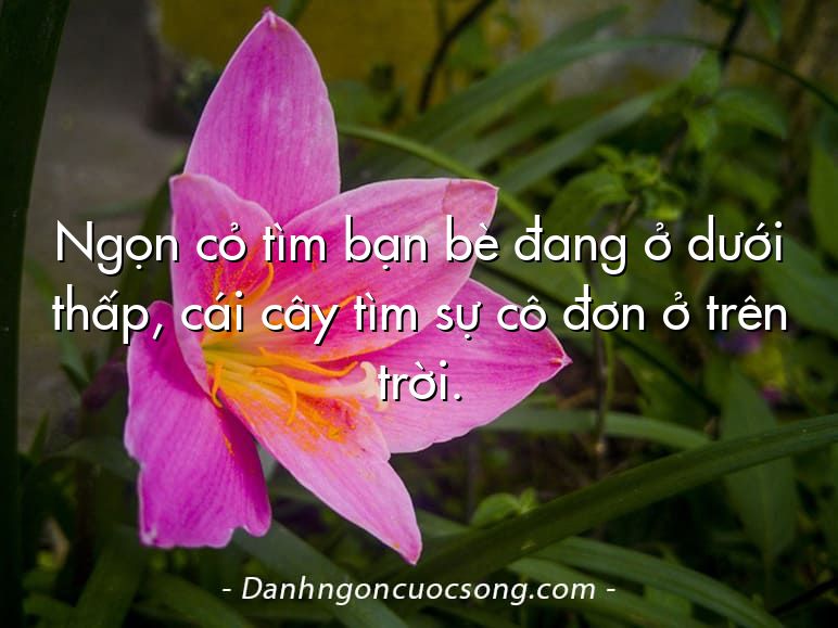 Ngọn cỏ tìm bạn bè đang ở dưới thấp, cái cây tìm sự cô đơn ở trên trời.