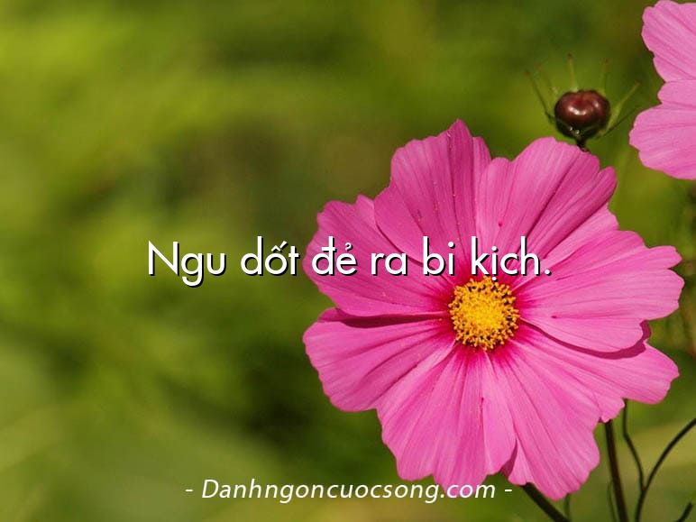 Ngu dốt đẻ ra bi kịch.