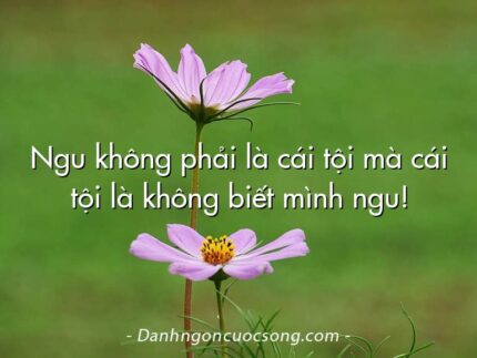 Ngu không phải là cái tội mà cái tội là không biết mình ngu!