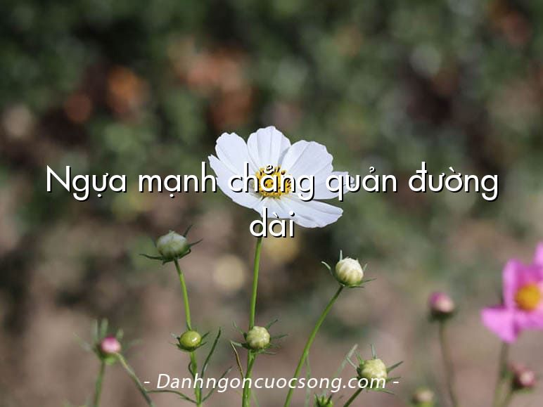 Ngựa mạnh chẳng quản đường dài