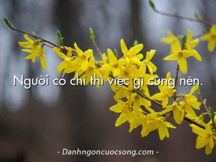 Người có chí thì việc gì cũng nên.