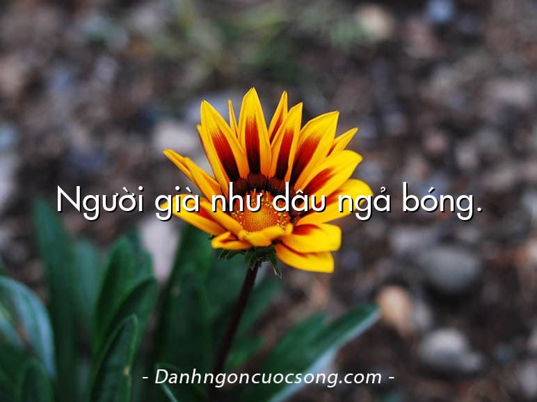 Người già như dâu ngả bóng.