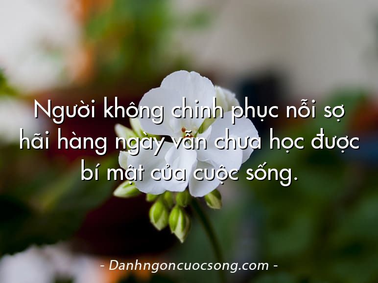 Người không chinh phục nỗi sợ hãi hàng ngày vẫn chưa học được bí mật của cuộc sống.