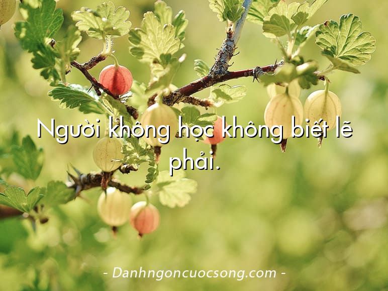 Người không học không biết lẽ phải.