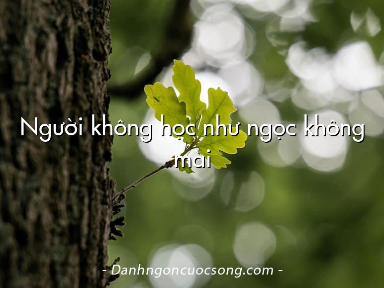 Người không học như ngọc không mài