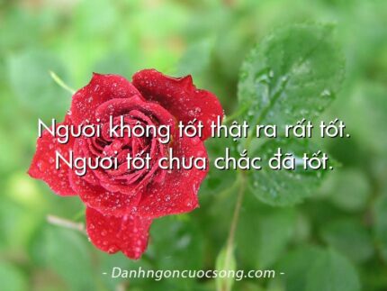 Người không tốt thật ra rất tốt. Người tốt chưa chắc đã tốt.