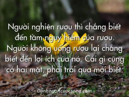 Người nghiện rượu thì chẳng biết đến tầm nguy hiểm của rượu. Người không uống rượu lại chẳng biết đến lợi ích của nó. Cái gì cũng có hai mặt, phải trải qua mới biết.