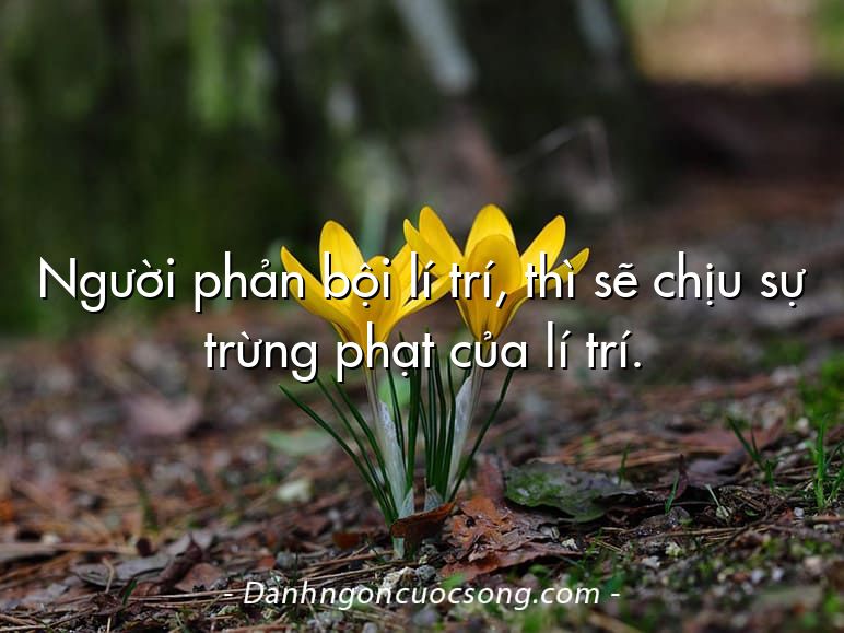 Người phản bội lí trí, thì sẽ chịu sự trừng phạt của lí trí.