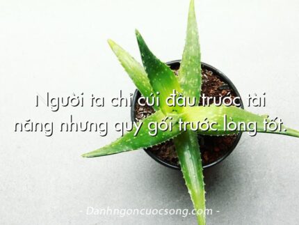 Người ta chỉ cúi đầu trước tài năng nhưng quỳ gối trước lòng tốt.