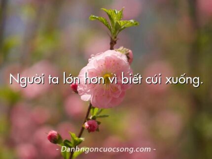 Người ta lớn hơn vì biết cúi xuống.
