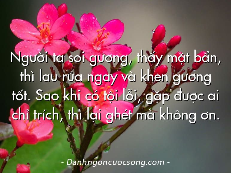 Người ta soi gương, thấy mặt bẩn, thì lau rửa ngay và khen gương tốt. Sao khi có tội lỗi, gặp được ai chỉ trích, thì lại ghét mà không ơn.