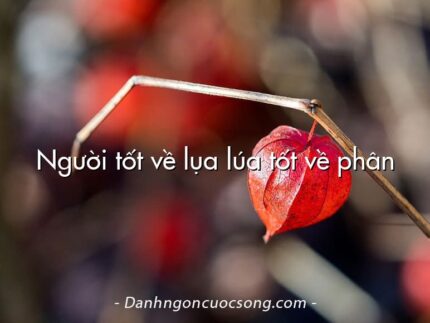 Người tốt về lụa lúa tốt về phân