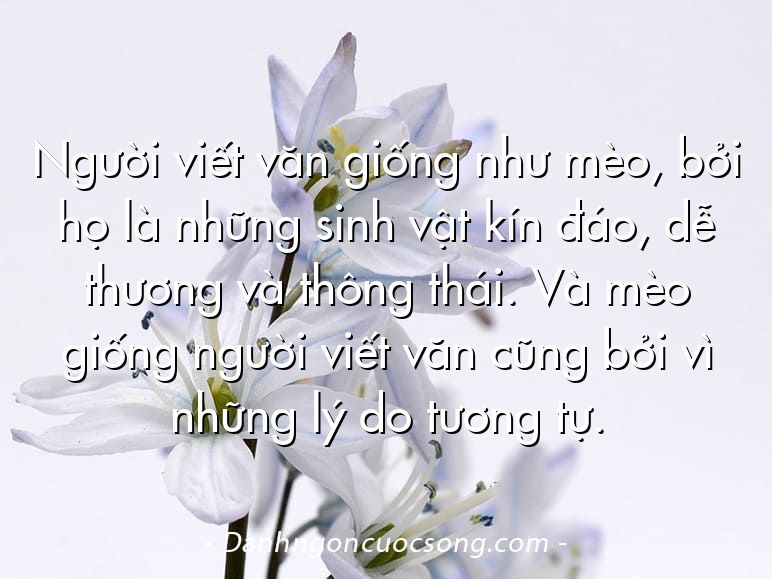 Người viết văn giống như mèo, bởi họ là những sinh vật kín đáo, dễ thương và thông thái. Và mèo giống người viết văn cũng bởi vì những lý do tương tự.